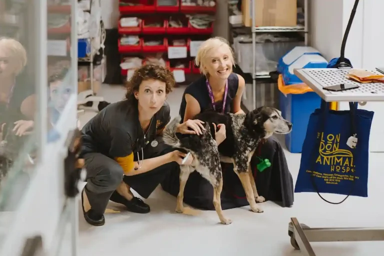 Best veterinary in london
