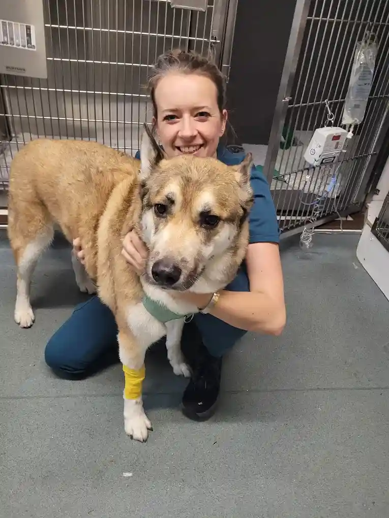 Elizabeth Street Veterinary Clinic