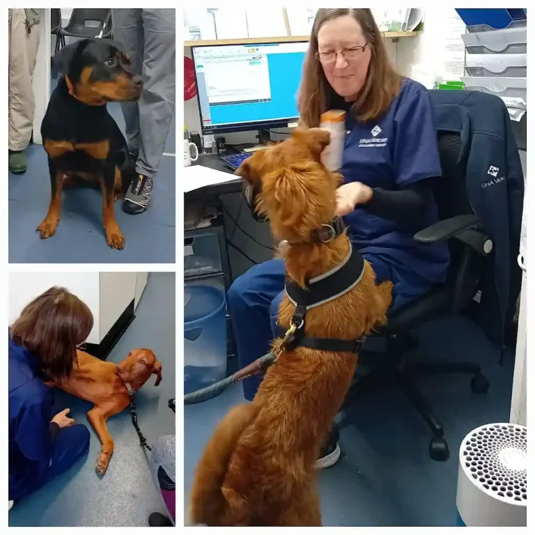 Blackheath Veterinary Surgery
