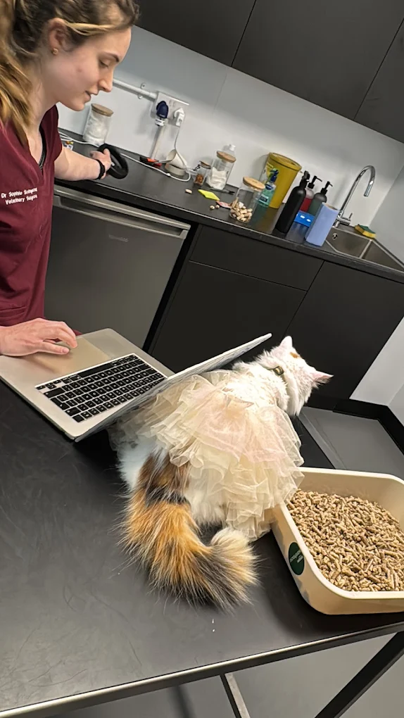 Snoots Vet